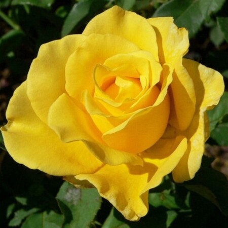 Роза чайно-гибридная 'Голден Моника' / 'Голден Лиф' (С6)