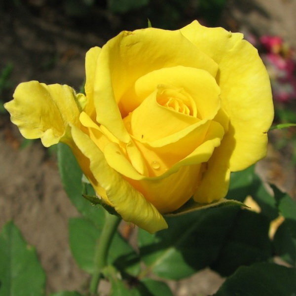 Роза чайно-гибридная 'Голден Медальон'