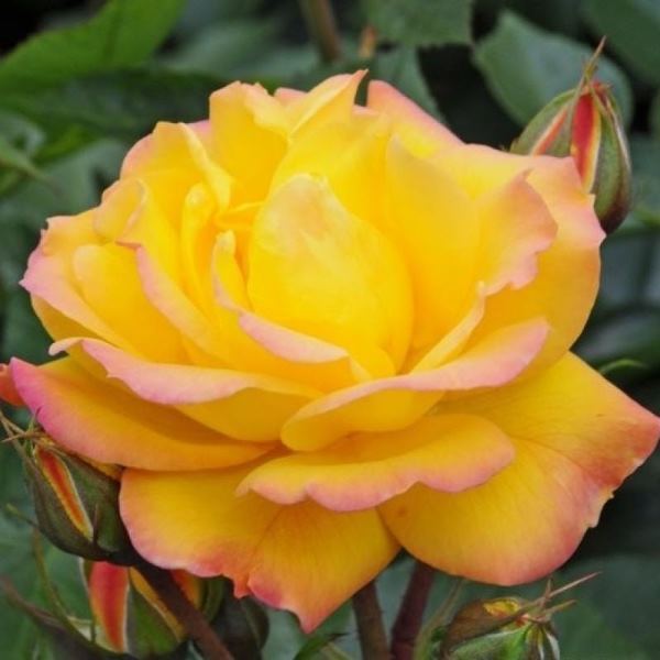 Роза флорибунда 'Голдмари'