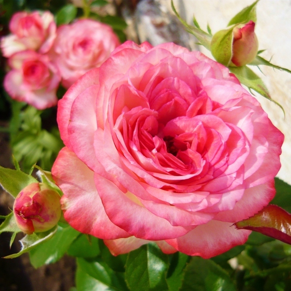 Роза чайно-гибридная 'Изабель Обре'