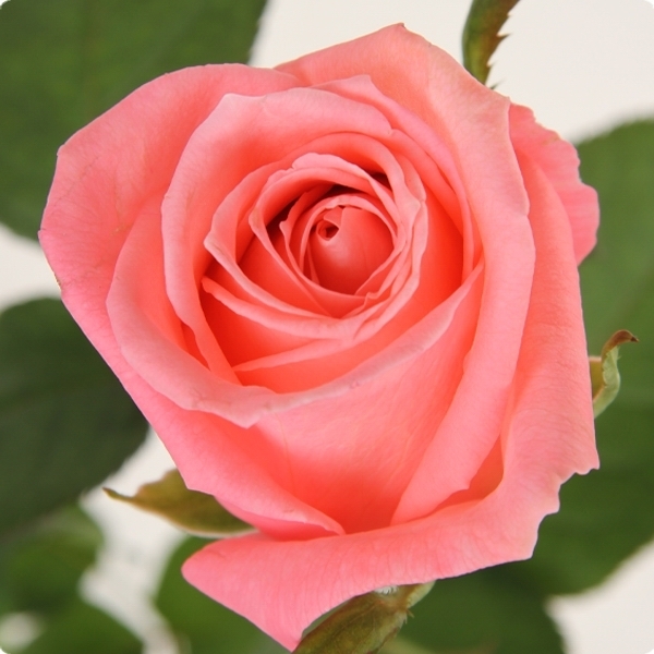 Роза чайно-гибридная 'Карина'