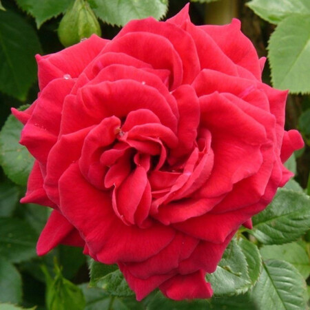 Роза плетистая 'Кассандра' (С6)