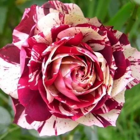 Роза чайно-гибридная 'Хулио Иглесиас' (С6)