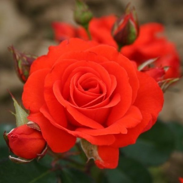 Роза флорибунда 'Корус'