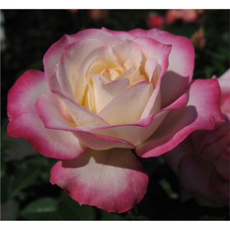 Роза флорибунда 'Ламинуэт' (С6)