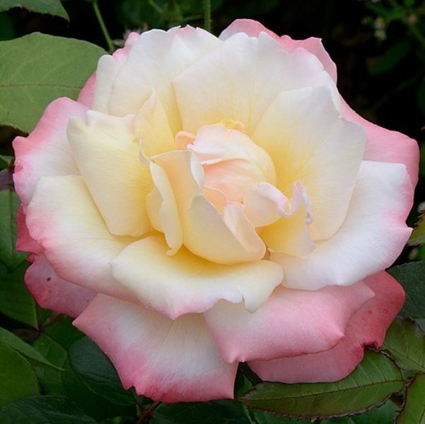 Роза чайно-гибридная 'Летиция Каста'