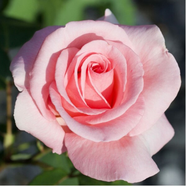 Роза чайно-гибридная 'Саммер Леди' / 'Либра'