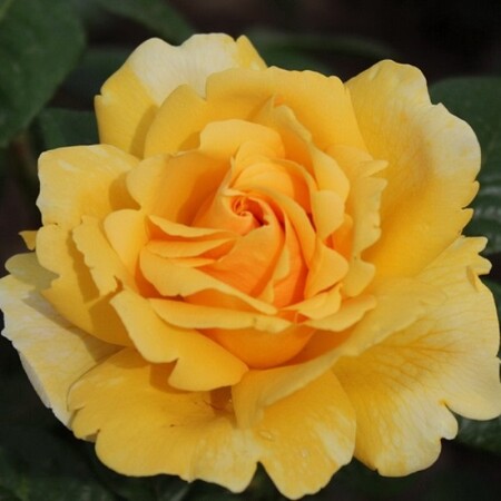 Роза чайно-гибридная 'Микеланджело' (С6)