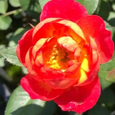 Роза миниатюрная 'Ча-ча' (С6)