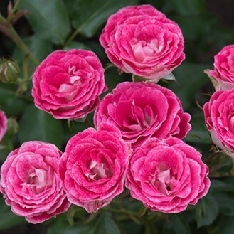 Роза миниатюрная 'Руби Стар'