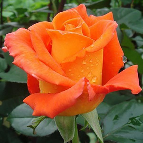 Роза чайно-гибридная 'Моника'