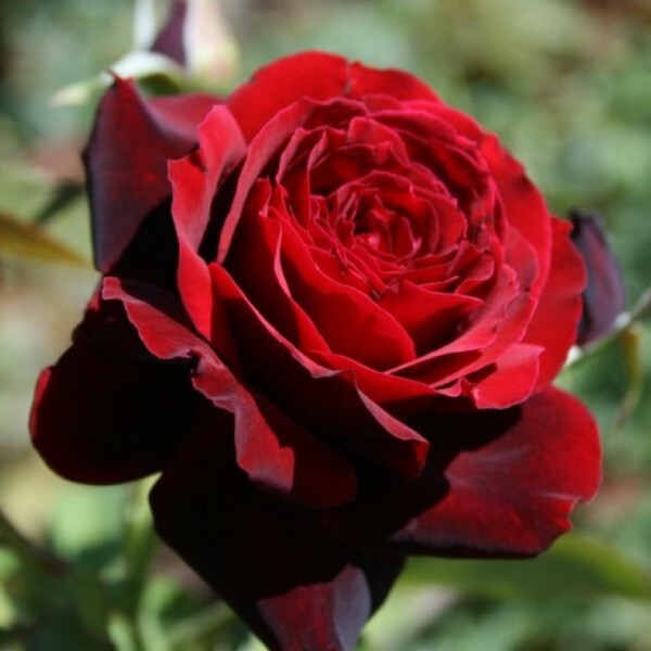 Роза чайно-гибридная 'Норита'