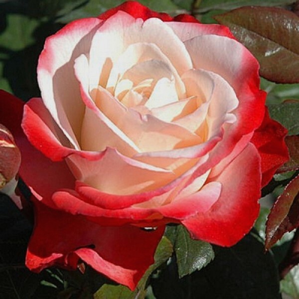 Роза чайно-гибридная 'Ностальжи'