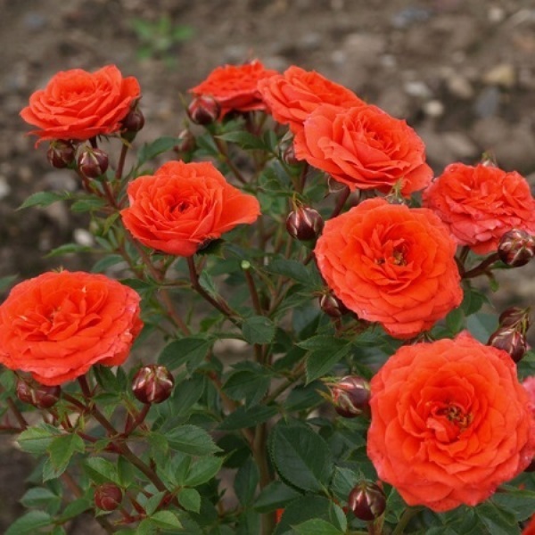 Роза миниатюрная 'Оранж Джувел'