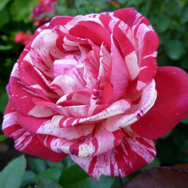 Роза чайно-гибридная 'Папагено'