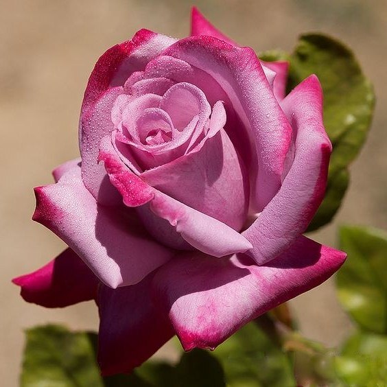 Роза чайно-гибридная 'Парадайз'