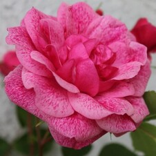 Роза шраб 'Морден Руби' (С2, ТСП)
