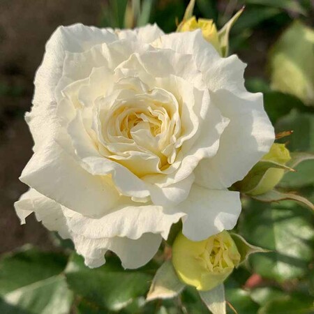 Роза английская 'Патиенс'