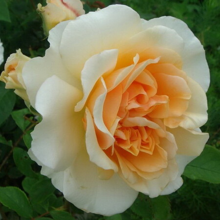 Роза английская 'Пегасус'
