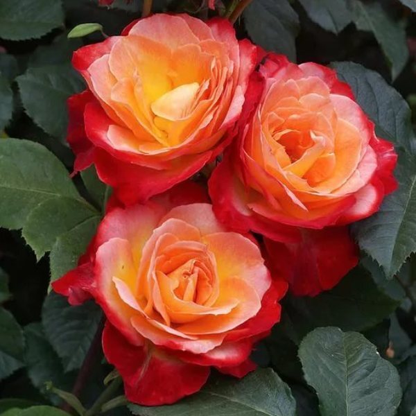 Роза флорибунда 'Пигаль'