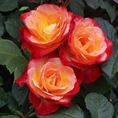 Роза флорибунда 'Пигаль' (С6)