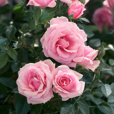 Роза миниатюрная 'Пинк Симфони' (С6)
