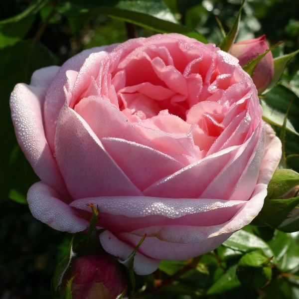 Роза чайно-гибридная 'Вояж' / 'Прелюд'
