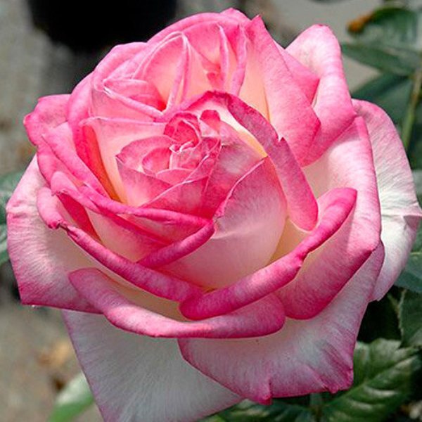 Роза чайно-гибридная 'Принцесс дэ Монако'