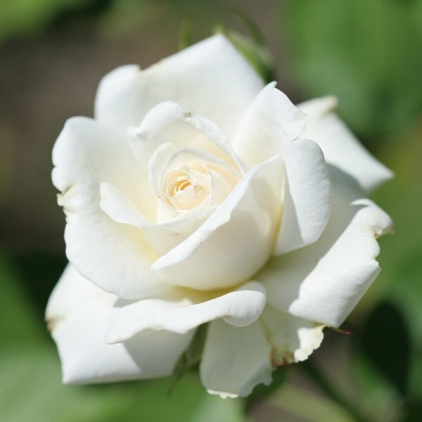 Роза флорибунда 'Ла Палома' / 'Ривиера'