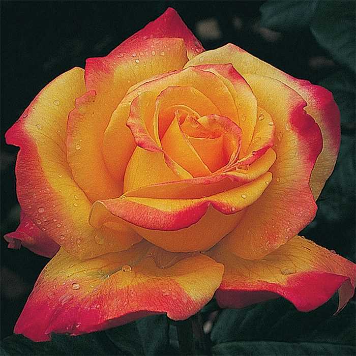 Роза флорибунда 'Самба'