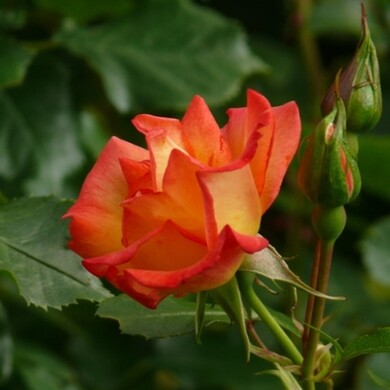 Роза шраб 'Бонанза'