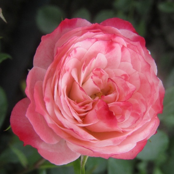 Роза миниатюрная 'Тини Вини'