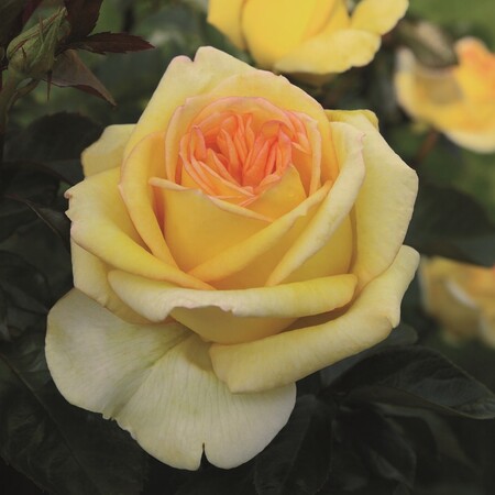 Роза чайно-гибридная 'Голден Тауэр' / 'Торч' (С6)