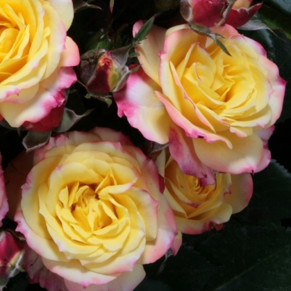 Роза миниатюрная 'Тропикал Клементине'