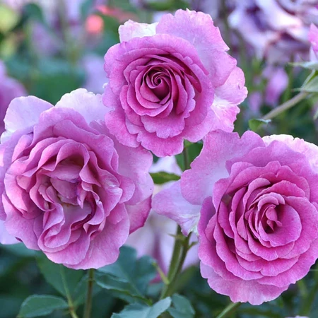 Роза чайно-гибридная 'Виолет Парфюм' (С6)