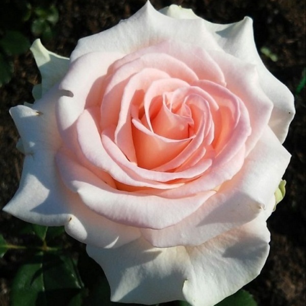 Роза чайно-гибридная 'Вивальди'