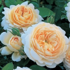 Роза английская 'Крокус Роуз'