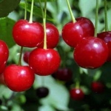 Вишня 'Щедрая'