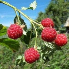 Малина 'Кредо'