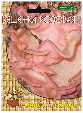 Вешенка розовая (мицелий на древесном носителе) 12шт Поиск