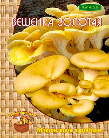 Вешенка золотая (мицелий на древесном носителе) 12шт Поиск