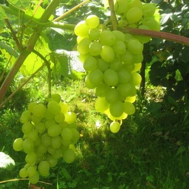 Виноград 'Буратино'