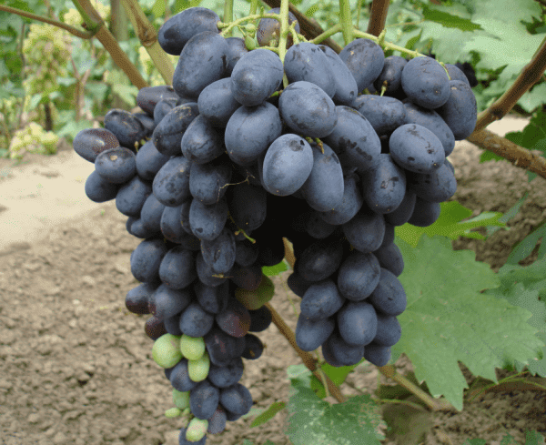 Виноград 'Сверхранний чёрный'