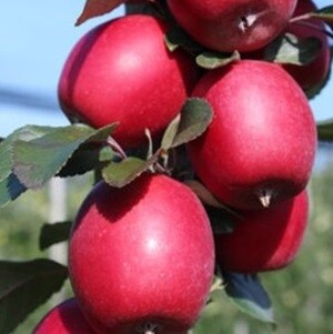 Яблоня красномясая 'Кольхас'