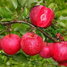 Яблоня красномясая 'Редлав Эра' (С10)