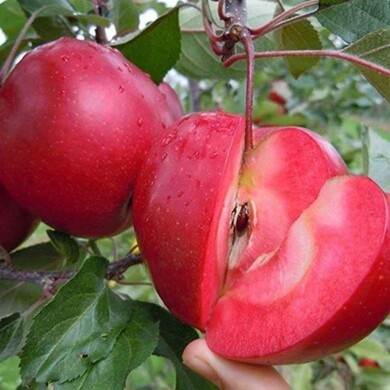 Яблоня красномясая 'Редлав Калипсо'