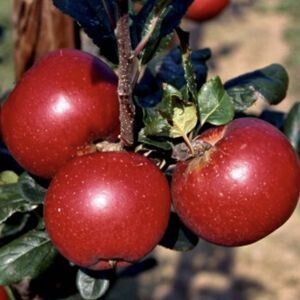 Яблоня красномясая 'Редлав Сиера'