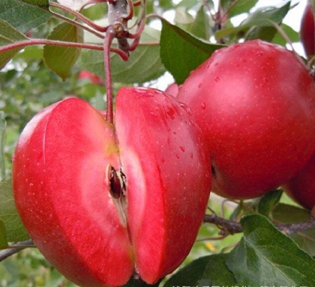 Яблоня красномясая 'Ред Кетти'