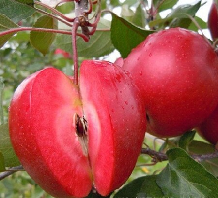 Яблоня красномясая 'Ред Кетти' (С20)