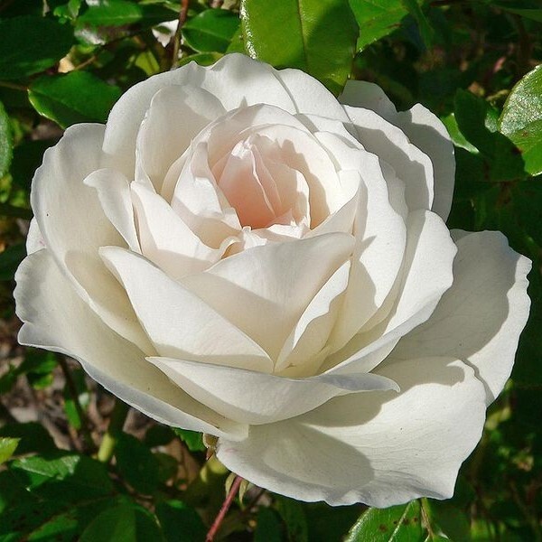 Роза флорибунда 'Шнеевитхен'